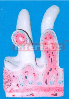 DUODENUM VILLI ORGANISE MODEL (B TYPE)